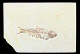 Fossil Fish (Knightia) - Wyoming #176354-1